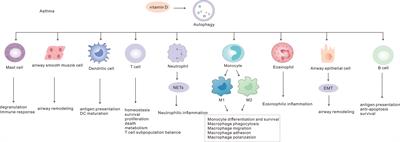 New insights into autophagy in inflammatory subtypes of asthma